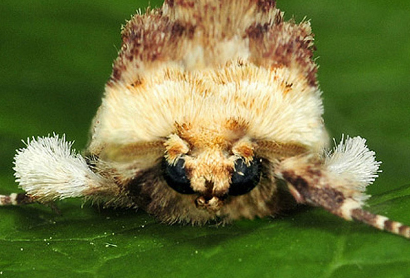 18 Quiz -  Ptilodon cucullina